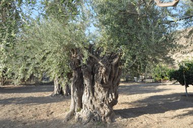 Tarım arazisi içinde güzel zeytin