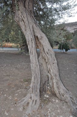 Tarım arazisi içinde güzel zeytin