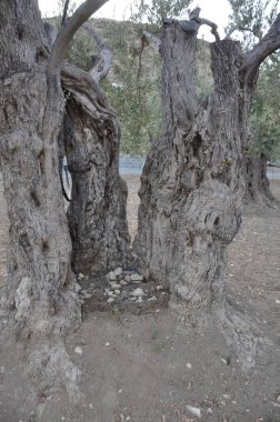 Tarım arazisi içinde güzel zeytin