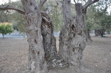 Tarım arazisi içinde güzel zeytin