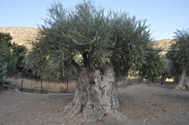 Tarım arazisi içinde güzel zeytin