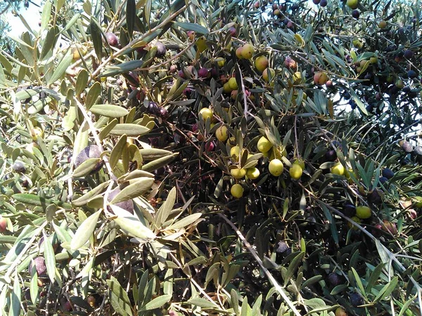 Die Schöne Olive Ackerland — Stockfoto