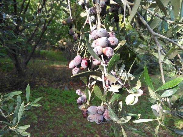 Tarım arazisi içinde güzel zeytin