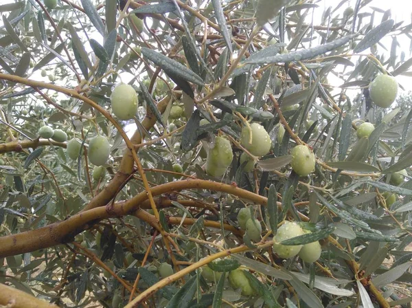 Tarım arazisi içinde güzel zeytin