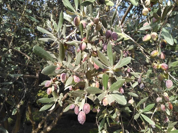 Tarım arazisi içinde güzel zeytin