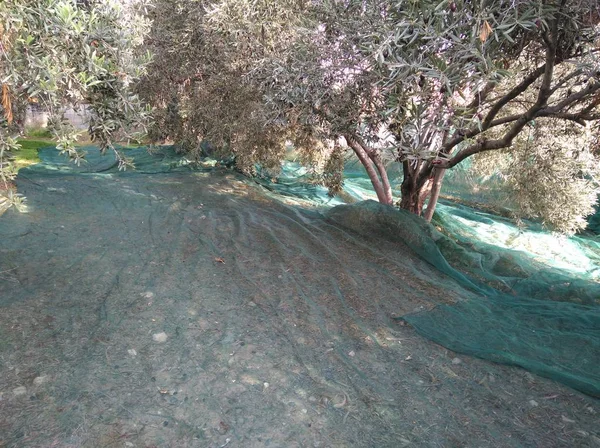 Tarım arazisi içinde güzel zeytin