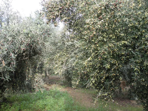 Gyönyörű Olíva Termőföld — Stock Fotó