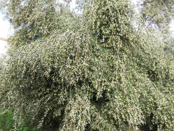 Hermosa Aceituna Tierras Cultivo — Foto de Stock