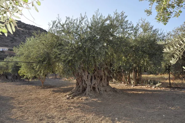 Tarım arazisi içinde güzel zeytin