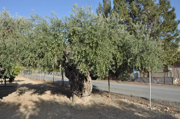 Tarım arazisi içinde güzel zeytin