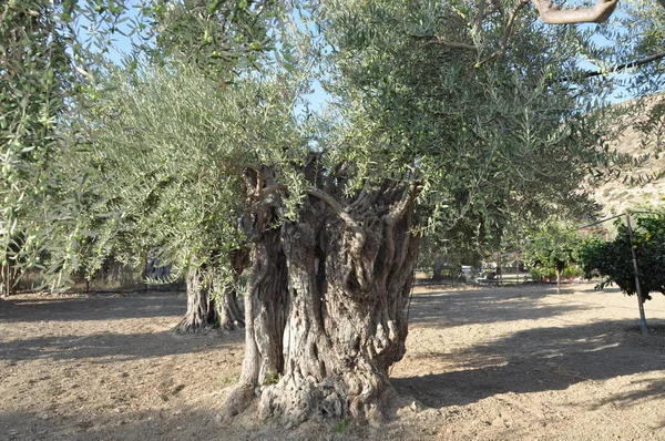 Tarım arazisi içinde güzel zeytin