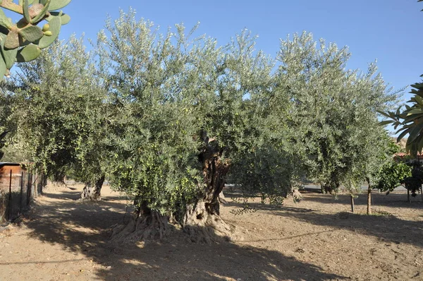 Tarım arazisi içinde güzel zeytin
