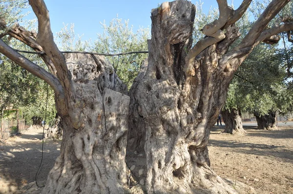 Tarım arazisi içinde güzel zeytin