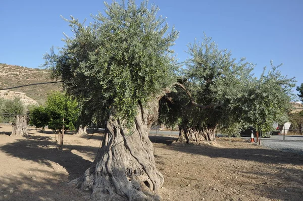 Tarım arazisi içinde güzel zeytin