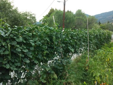 Tarım arazileri güzel fasulye dizesinde