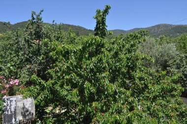 The beautiful Cherry tree in farmland