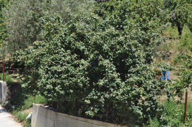 The beautiful Cherry tree in farmland