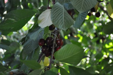 The beautiful Cherry tree in farmland