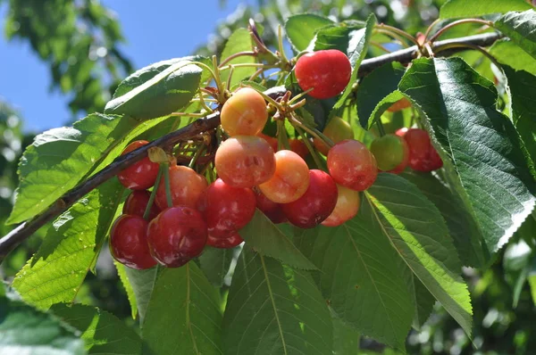 The beautiful Cherry tree in farmland