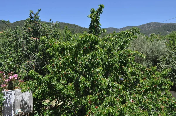 The beautiful Cherry tree in farmland