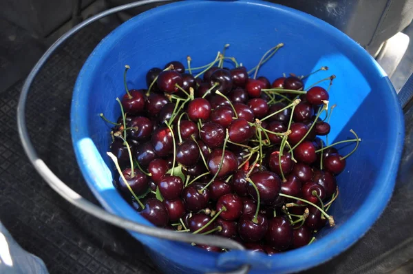 The beautiful Cherry tree in farmland