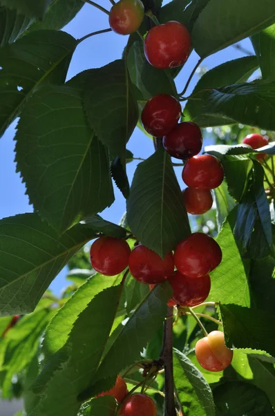 The beautiful Cherry tree in farmland