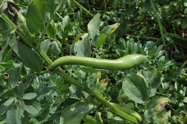 Tarım arazisigüzel Vicia faba