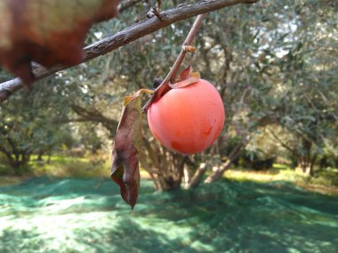 Tarım arazisi içinde güzel cennet elması