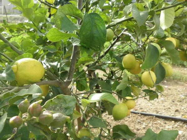 Beau Citron Dans Les Terres Agricoles — Photo