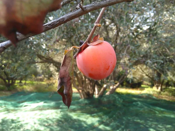 Tarım arazisi içinde güzel cennet elması