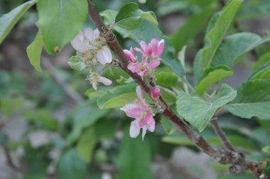 Tarım arazisi olan güzel elma