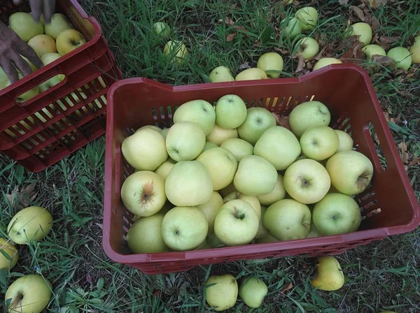Jabłko Pola Uprawne — Zdjęcie stockowe