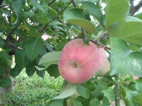 Den Vackra Apple Jordbruksmark — Stockfoto