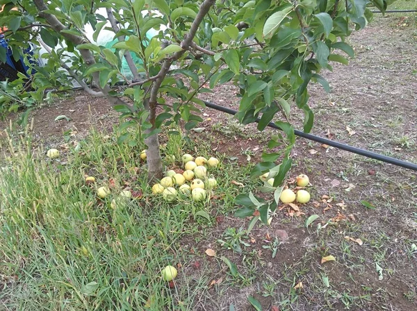 农田里美丽的苹果 — 图库照片