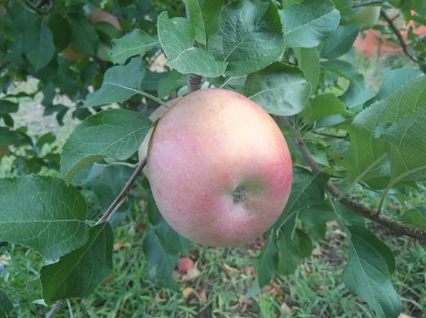 Jabłko Pola Uprawne — Zdjęcie stockowe