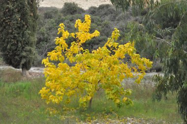 Tarım arazisi içinde güzel dut