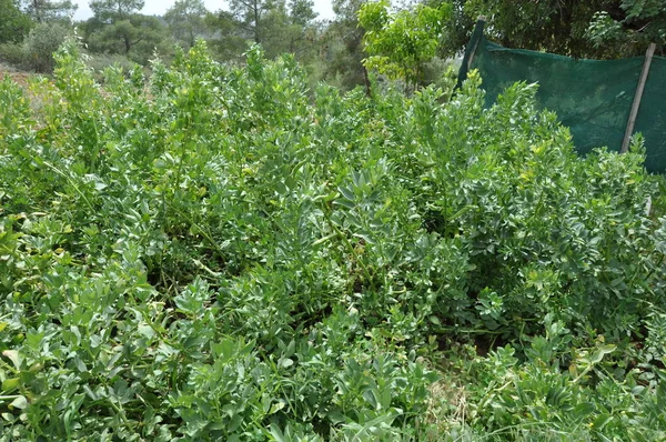 Beau Pois Dans Les Terres Agricoles — Photo