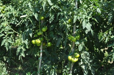 Tarım arazisi içinde güzel domates