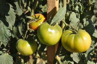 Tarım arazisi içinde güzel domates