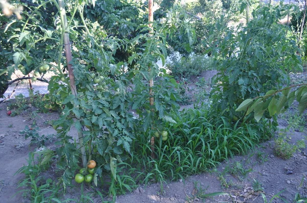 Hermoso Tomate Tierras Cultivo — Foto de Stock