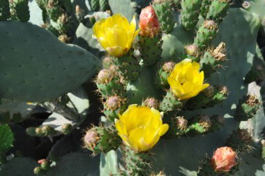 Tarım arazileri güzel inciri