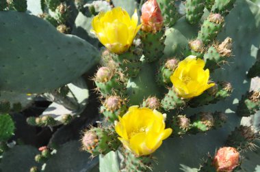 Tarım arazileri güzel inciri