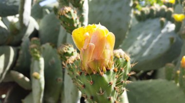 Tarım arazileri güzel inciri