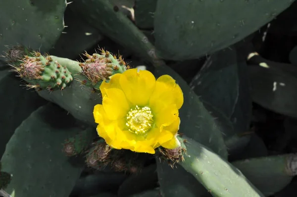 Belle Poire Prickly Dans Les Terres Agricoles — Photo