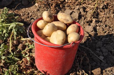 Tarım arazisi içinde güzel patates