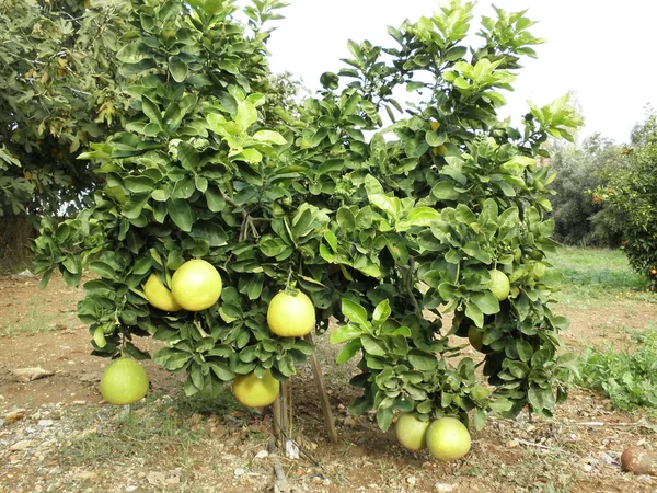 Piękny Pomelo Pola Uprawne — Zdjęcie stockowe