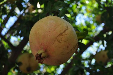 Tarım arazisi içinde güzel nar