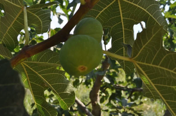 Tarım Arazisi Içinde Güzel Incir — Stok fotoğraf