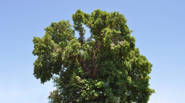 Güzel Ficus Sycomorus tarım arazisi içinde
