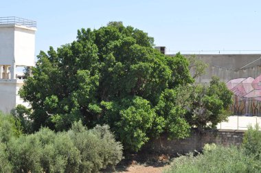 Güzel Ficus Sycomorus tarım arazisi içinde